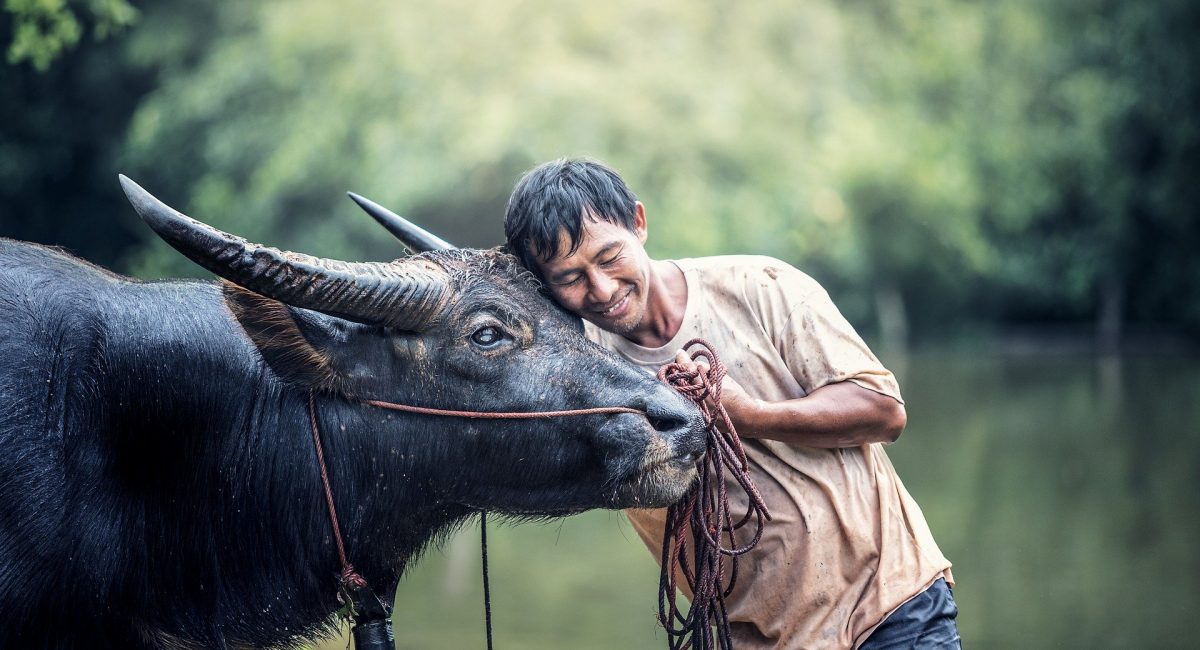 animals-1782431_1920