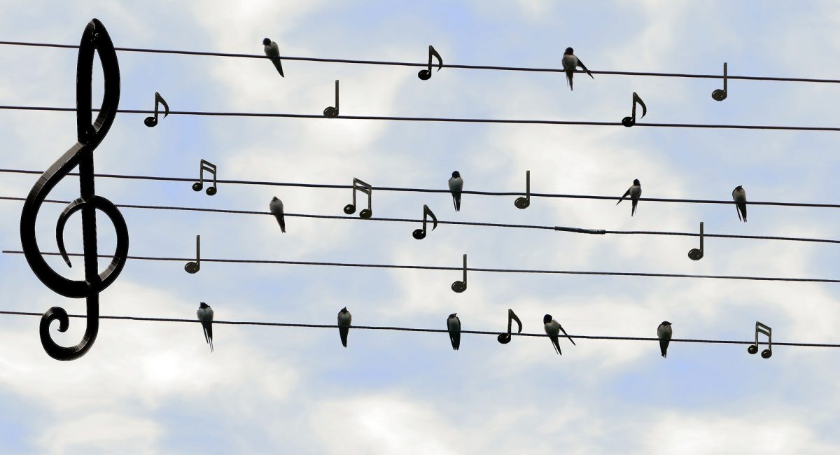 birds-2672101_1920