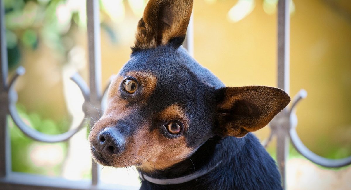 dog-3981506_1920