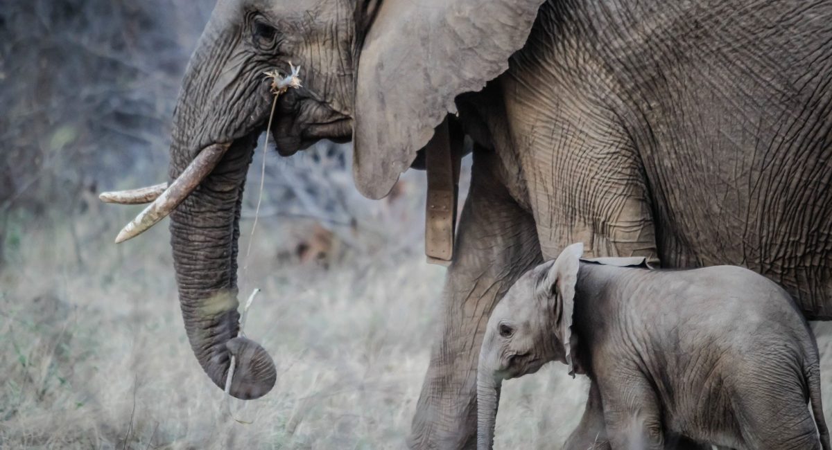 elephants-1081749_1920