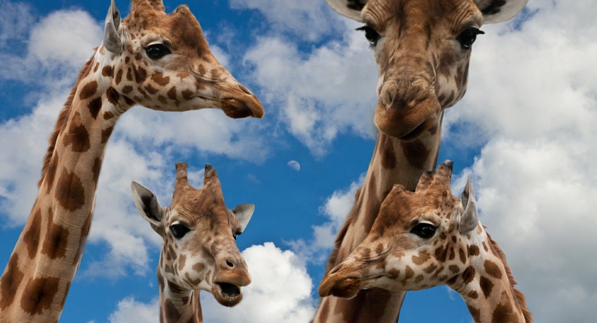 giraffes-627033_1920