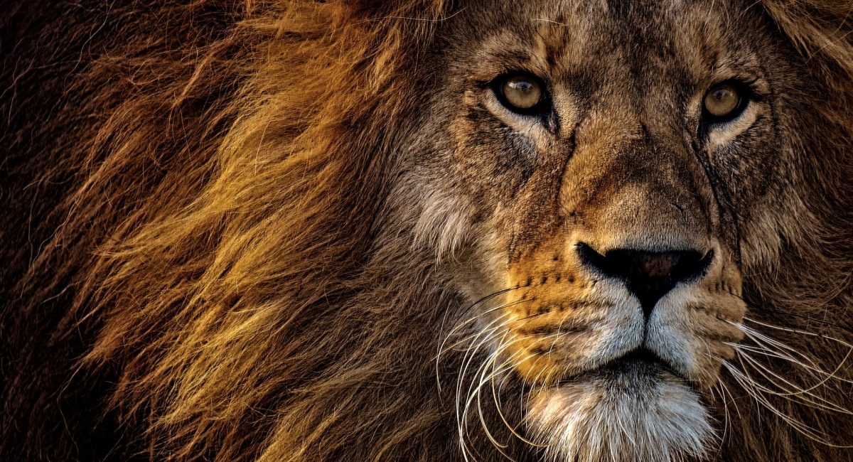 lion-3576045_1920