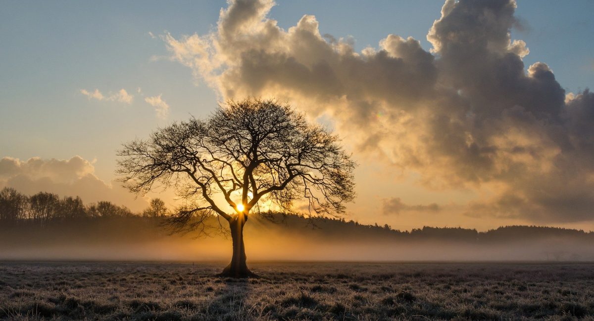 lone-tree-1934897_1920