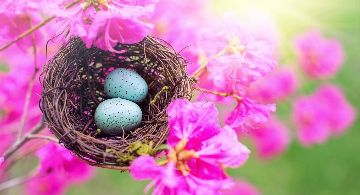 nest-4194441_1920