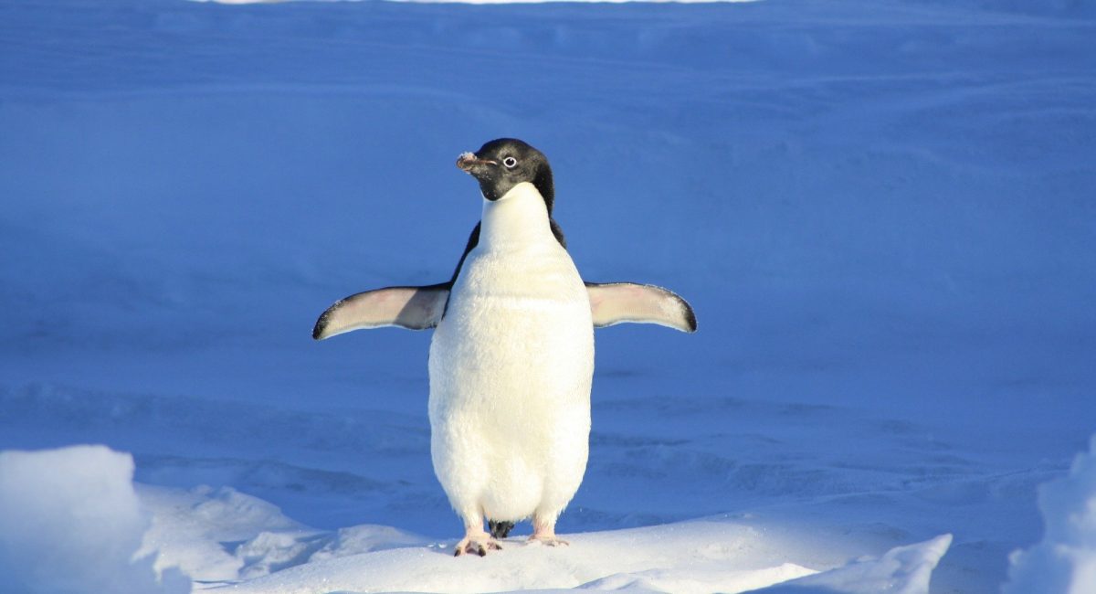 penguin-56101_1920