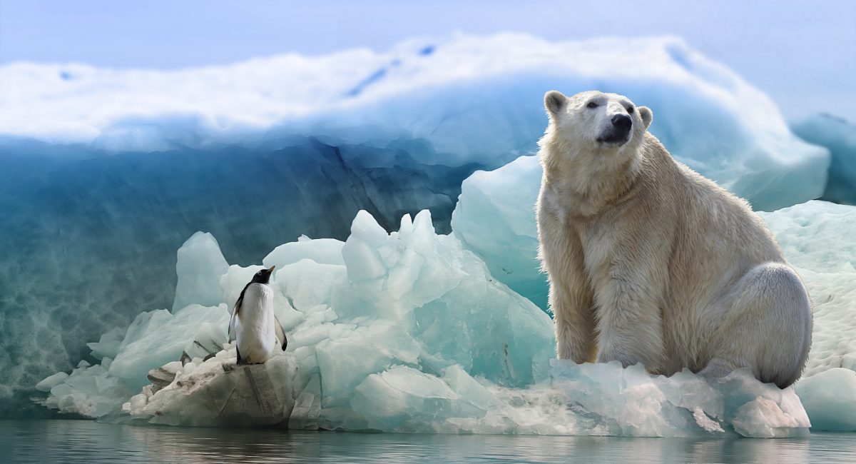 polar-bear-3277930_1920