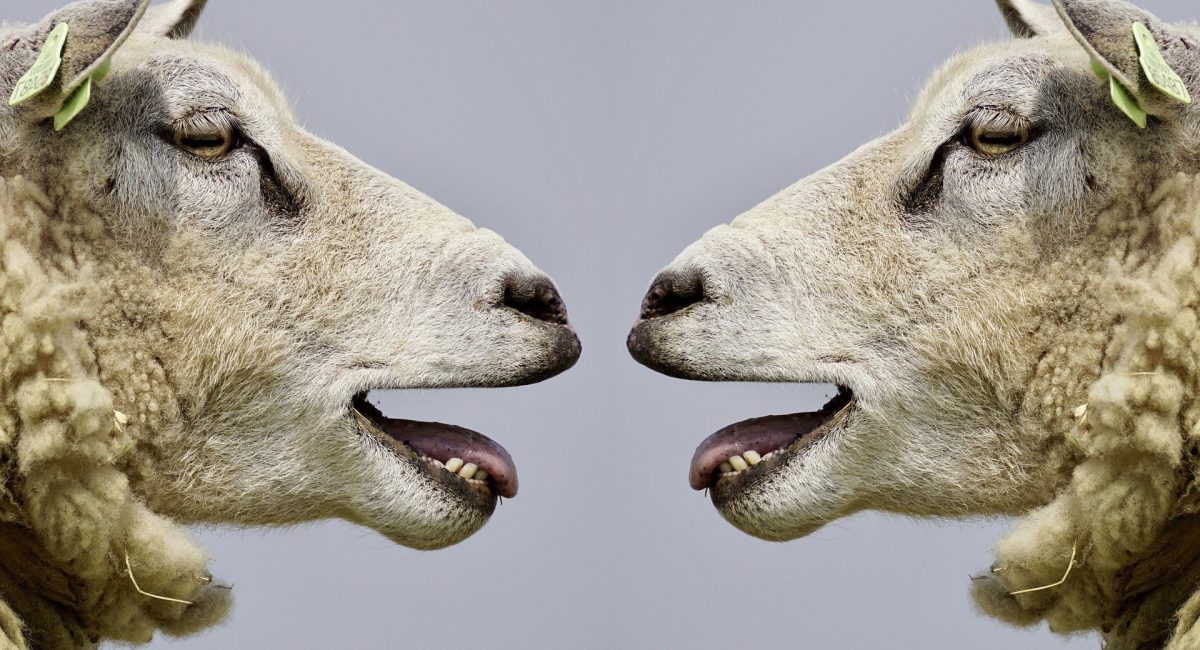 sheep-2372148_1920