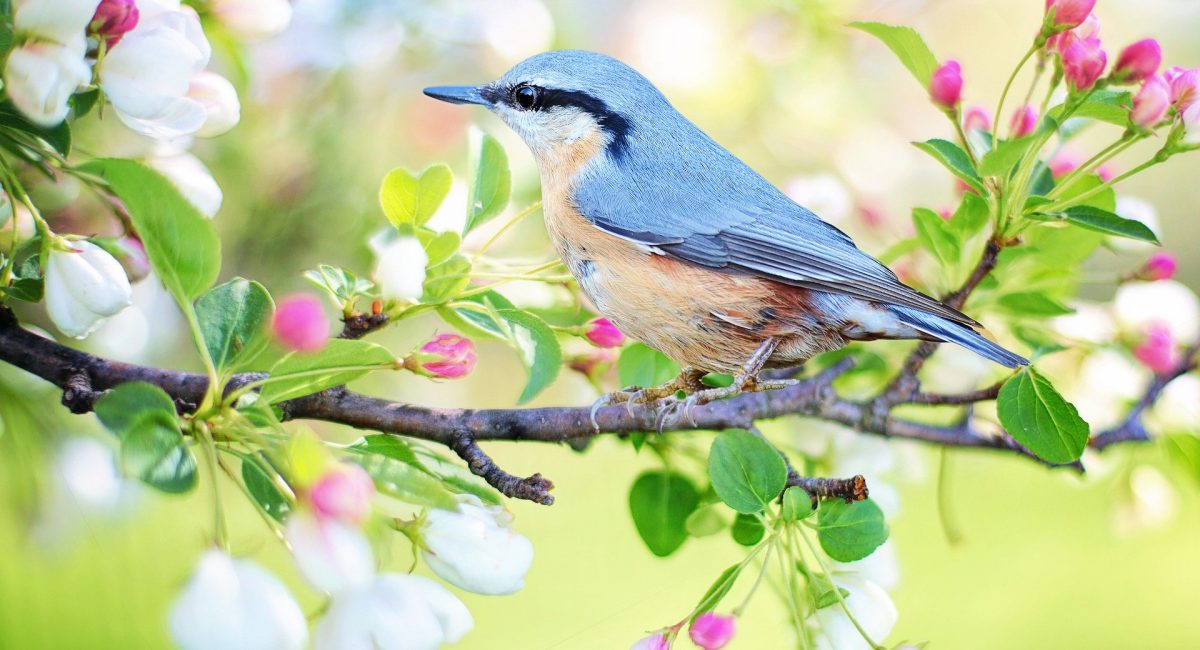 spring-bird-2295431_1920