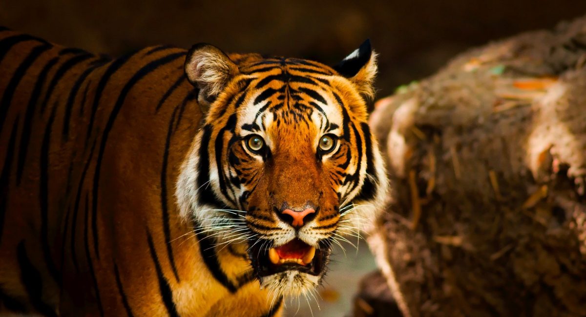 tiger-1863976_1920