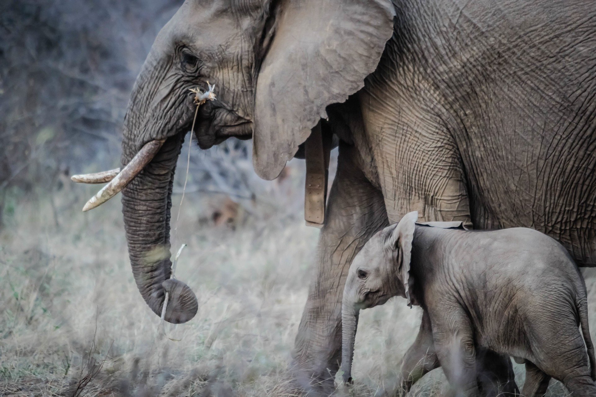 elephants-1081749_1920