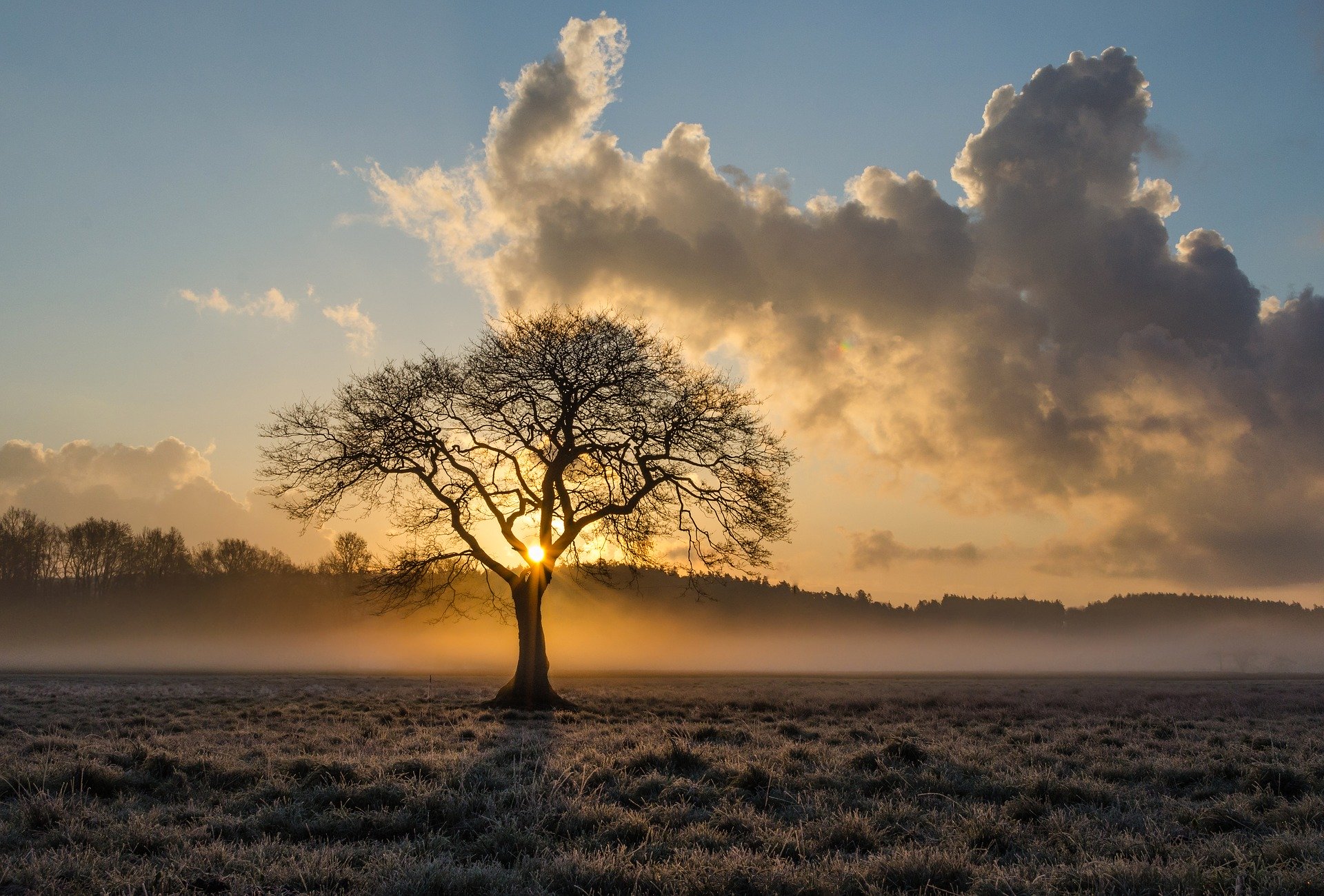 lone-tree-1934897_1920