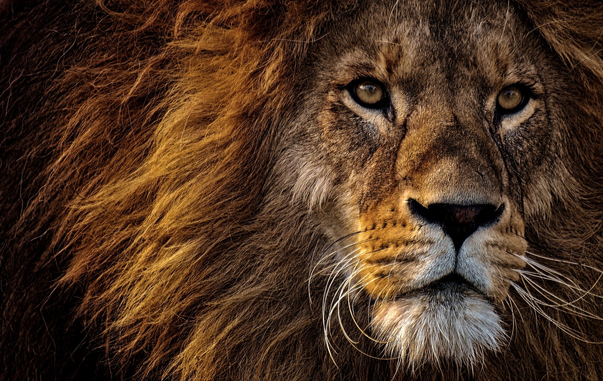 lion-3576045_1920